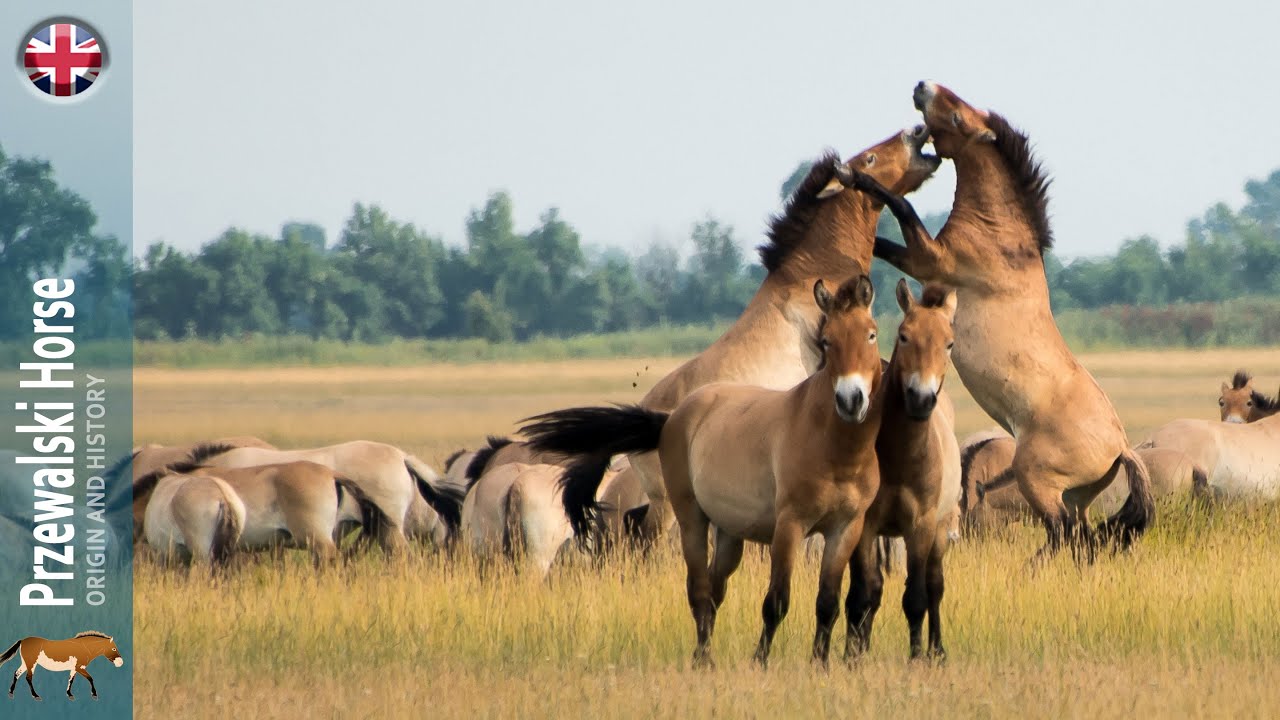 Przewalski Horse, one of the most primitive horses in the world, Origin of the breeds