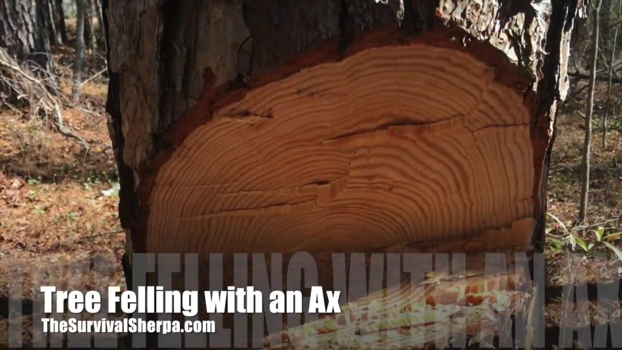 Tree Felling with an Ax