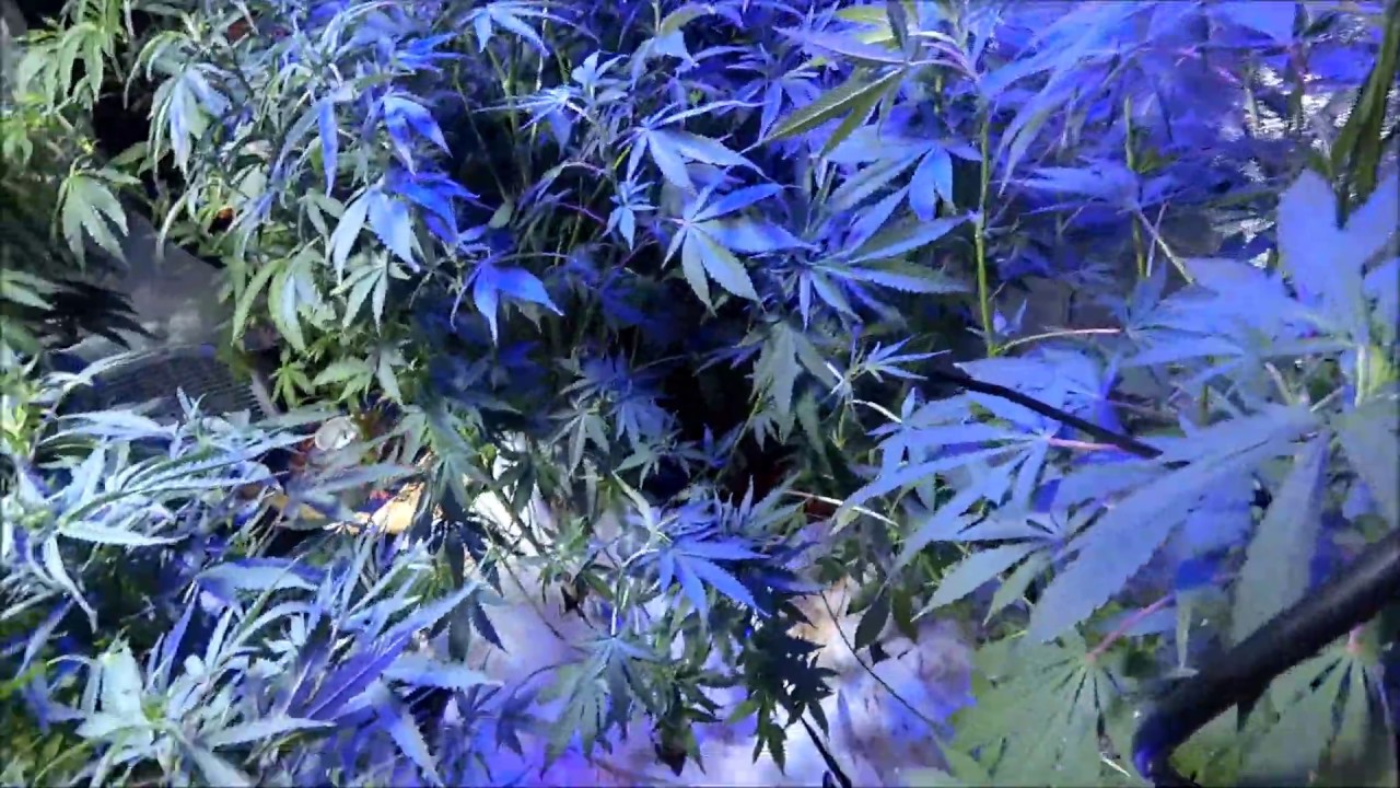 Medical Grow Lab Season 1 Episode 5 (Strategically Removing Only Fan Leaves)
