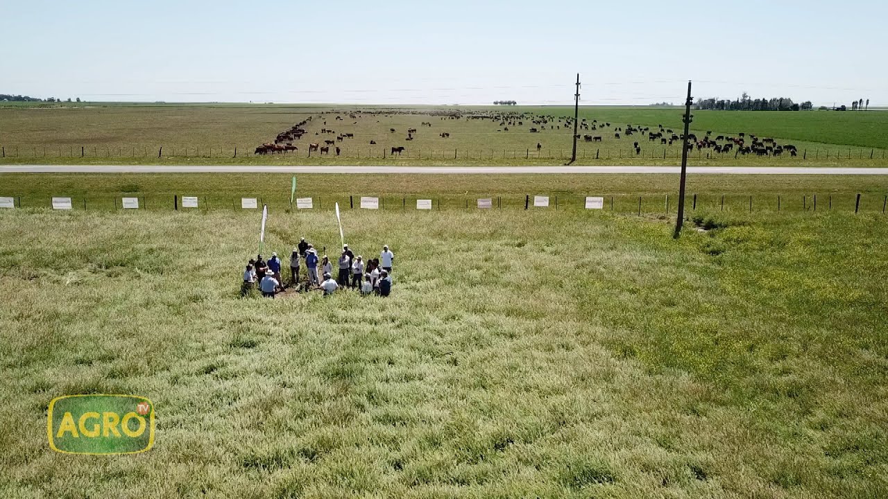 Carinata: Cultivo sustentable, energético y rentable (#951 2021-10-30)
