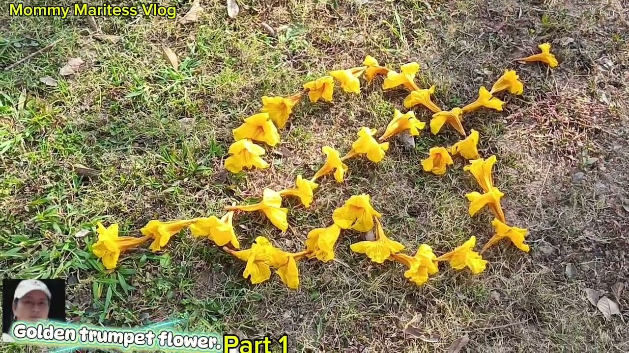 Historical Garden. Airport garden. @mommymaritessvlog 