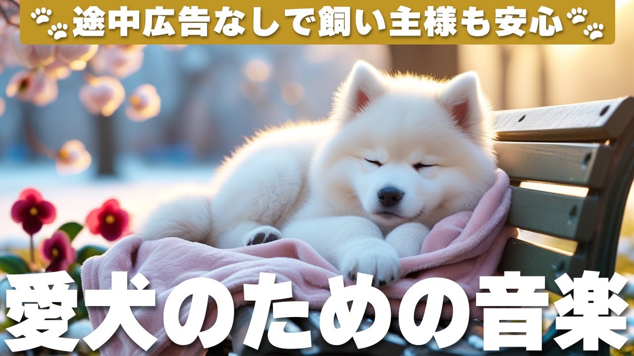 犬が落ち着く音楽 (12時間広告なし) 🐶 犬が安心する音楽 | 愛犬のストレス解消 / vol.817