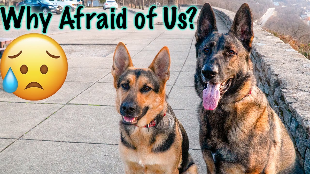 Day in the Life with German Shepherds!