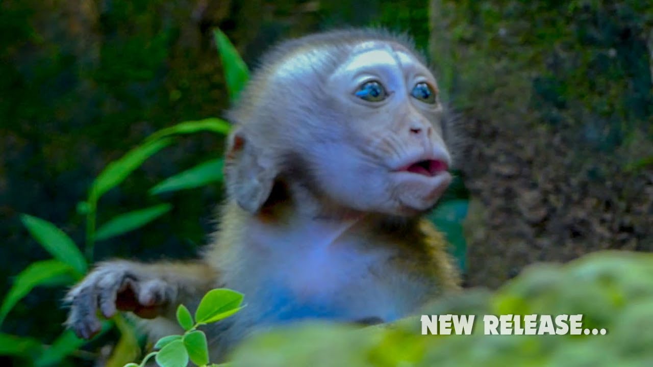 Top Scare... Little baby monkey release little monkey at Sovana Team, Don't worry you will safe here