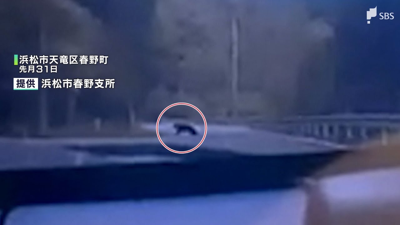 「クマだ！」ドラレコに“黒い物体” 浜松市が対策費を補正予算案に計上 捕獲報奨金も1人1万円に引き上げ【静岡】