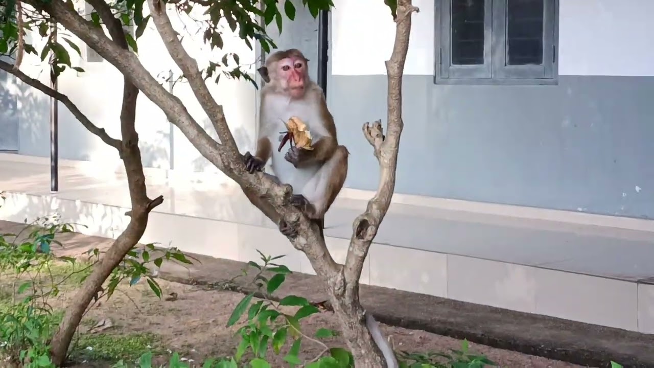 Monkey eat banana