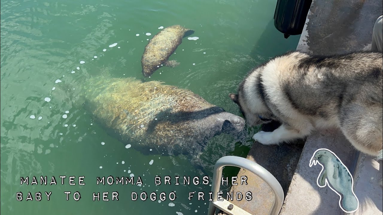 Manatee brings her baby to her dog friend | Unexpected animal friendship