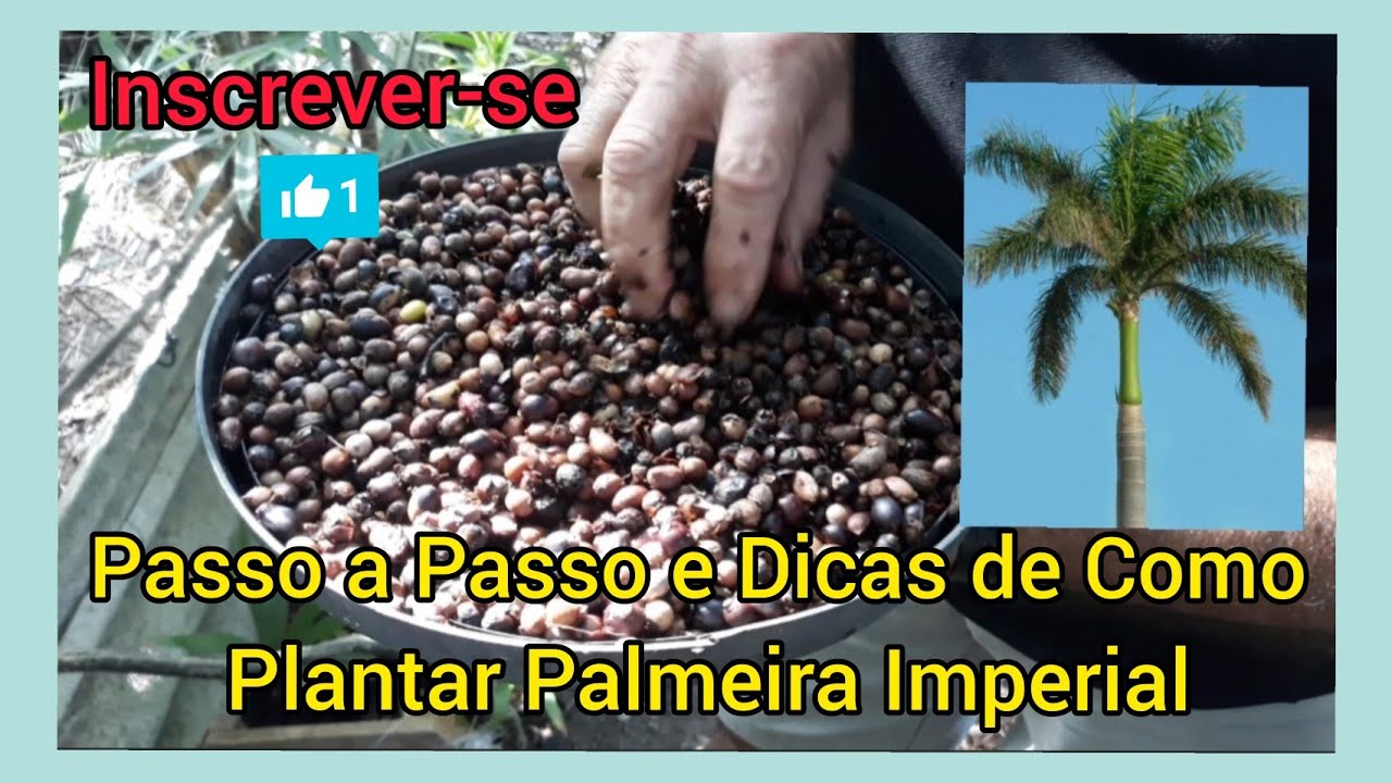 Passo a Passo e Dicas de Como Plantar Palmeira Imperial #chacara #chacaralineefamilia #vemconferir