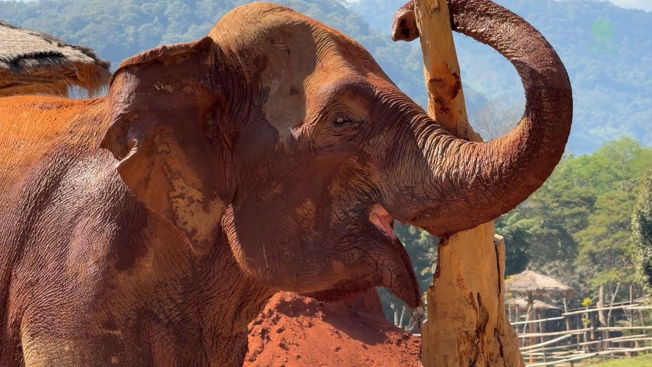 A New Life for GonThong - ElephantNews