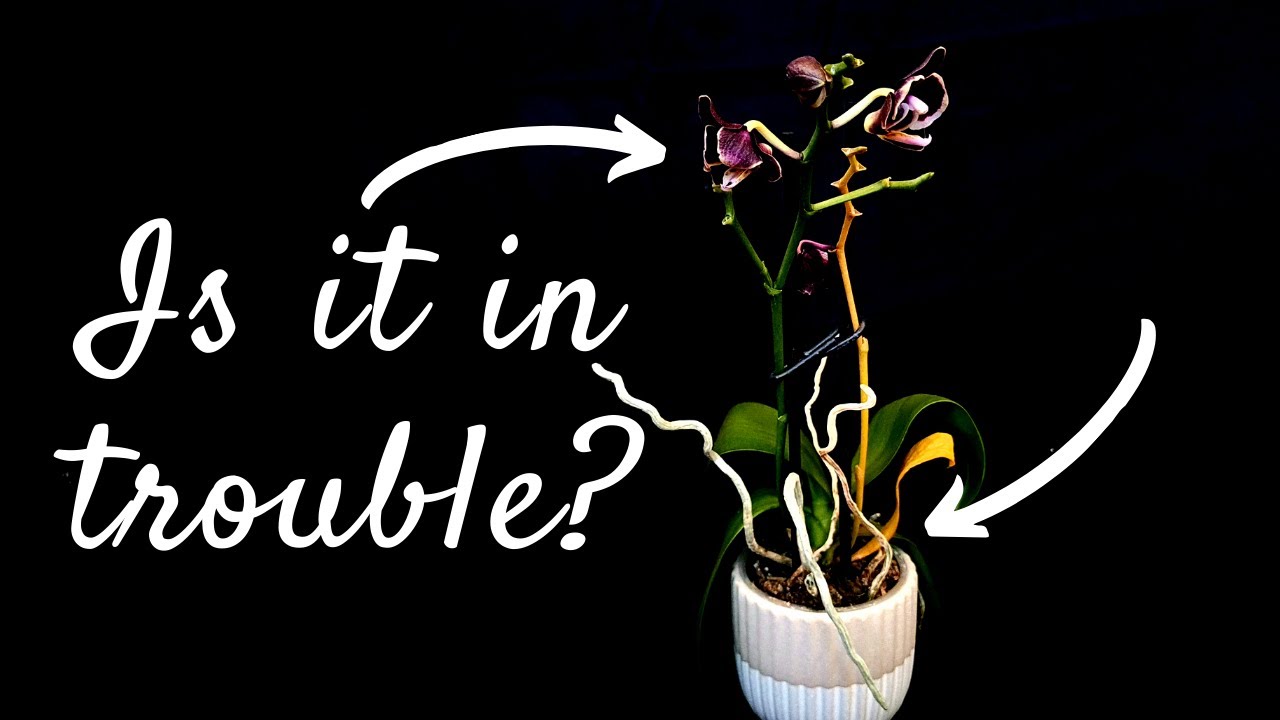 ⚠️ 7 orchid WARNING signs and how to fix them  | Is my orchid healthy?