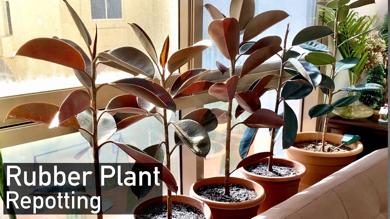 Rubber Plant : Repotting of Ficus Elastica