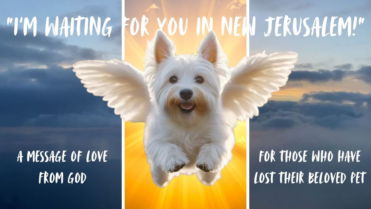 My Pet Left Me Too Soon