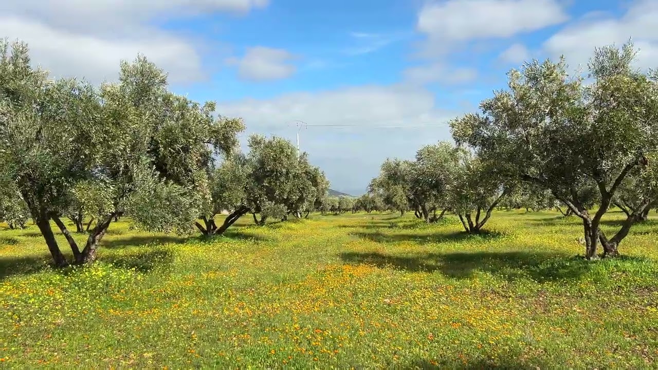 [모로코의 봄] Ep.01 - 들꽃, 올리브 수확 [Spring in Morocco] Ep.01 - Wildflowers and Olive Harvest