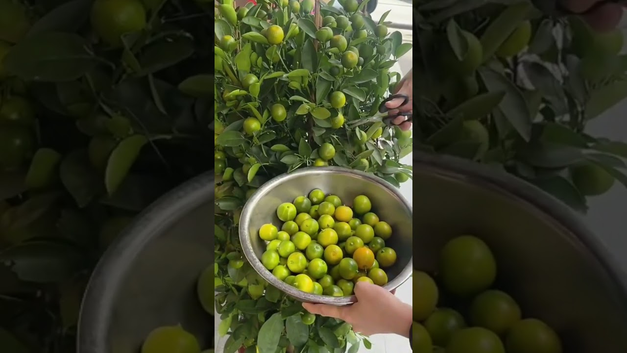 Grow a lemon plant in a pot | How to Plant Lemon  ⬇↘↙⬇↪⤵