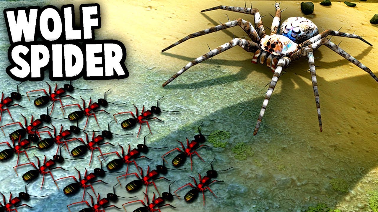GIANT SPIDER vs Ant Army Colony!  Wolf Spiders vs NEW ANT Species (Empires of the Undergrowth)