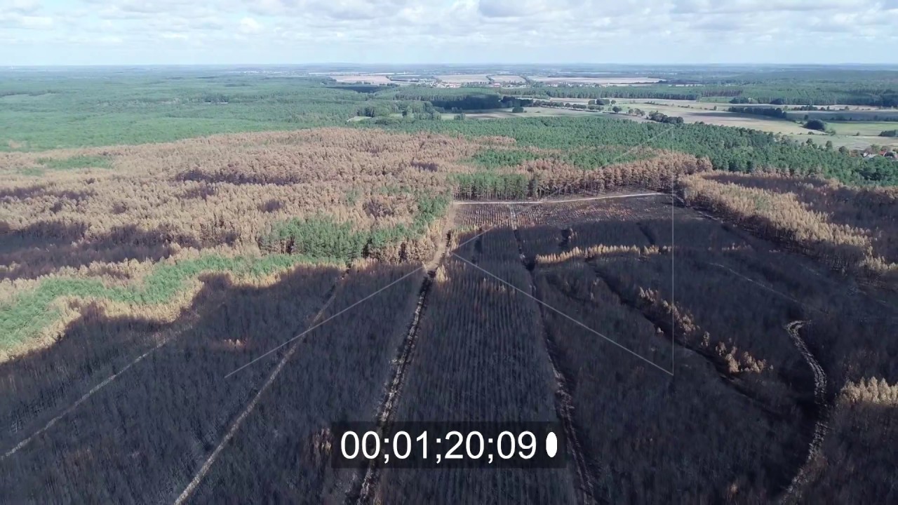 Vernichteter Baumbestand in einem Waldgebiet in Klausdorf im Bundesland Brandenburg, Deutschland