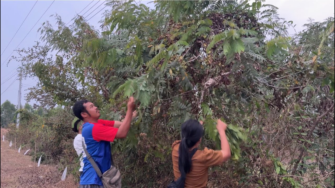 เก็บผักข้างทางกำลังถอดยอดอ่อนๆสาวเฉิ่มรวมทีมเละเก็บตามข้างทาง สวยสุดๆ