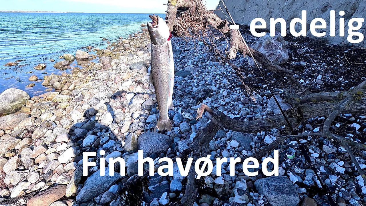 Havørred 