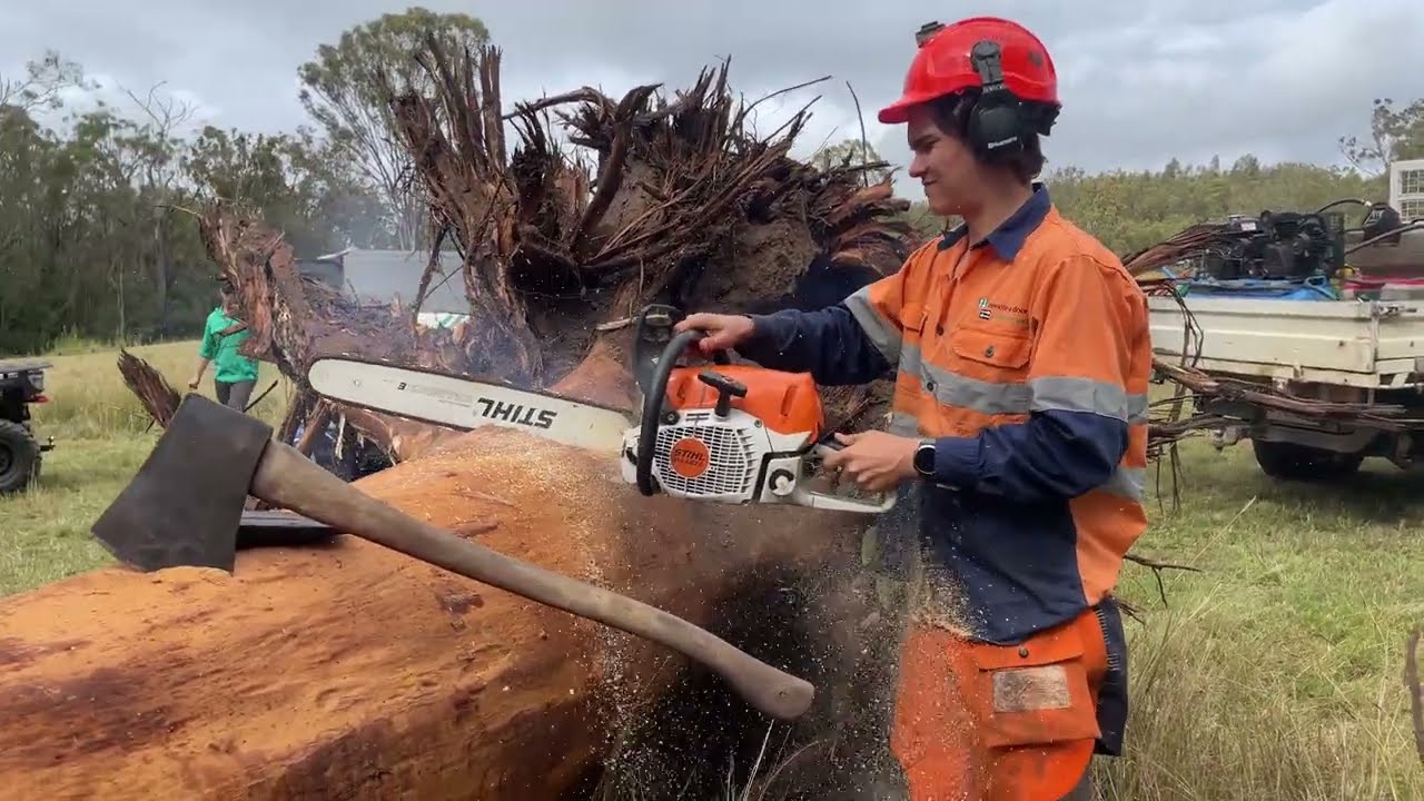 STHIL 462 Cutting Big Australian Red Ironbark