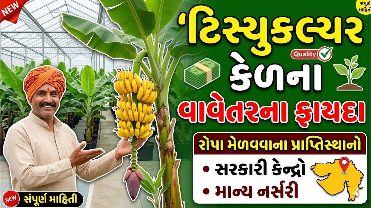ટિસ્યુ કેળ વાવવાના ફાયદા અને ટિસ્યુ કેળાના રોપા મેળવવાના પ્રાપ્તિ સ્થાનો 
