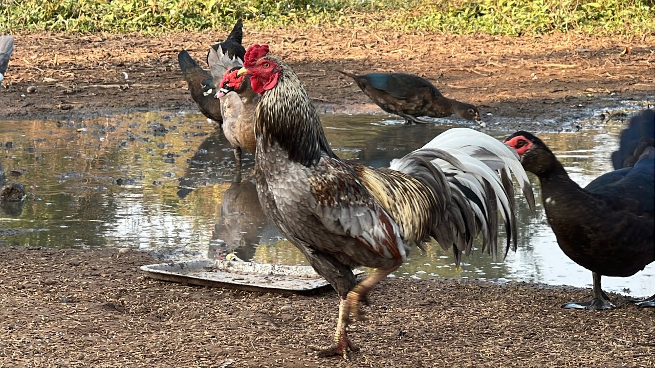 No Music Relaxing Farm Life  Raising Chickens Naturally