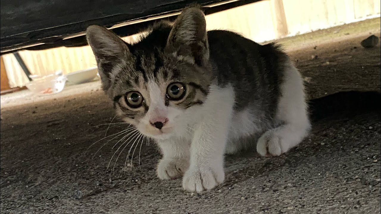 母猫に捨てられた子猫、これは運命の出会い⁉︎