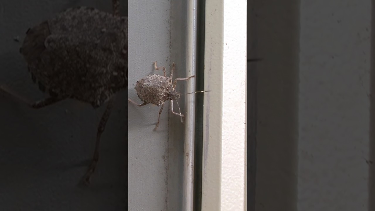 Get Rid of Stink Bugs | DoMyOwn.com  #domyownpestcontrol