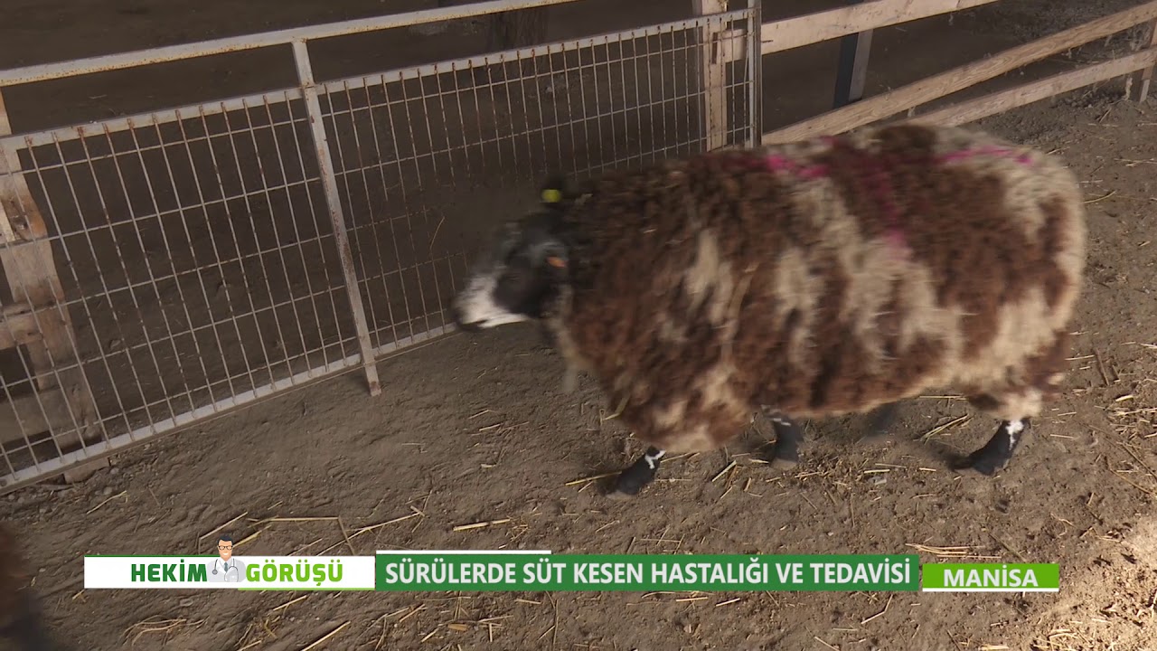 SÜRÜLERDE SÜT KESEN HASTALIĞI VE TEDAVİSİ | HEKİM GÖRÜŞÜ 9. BÖLÜM