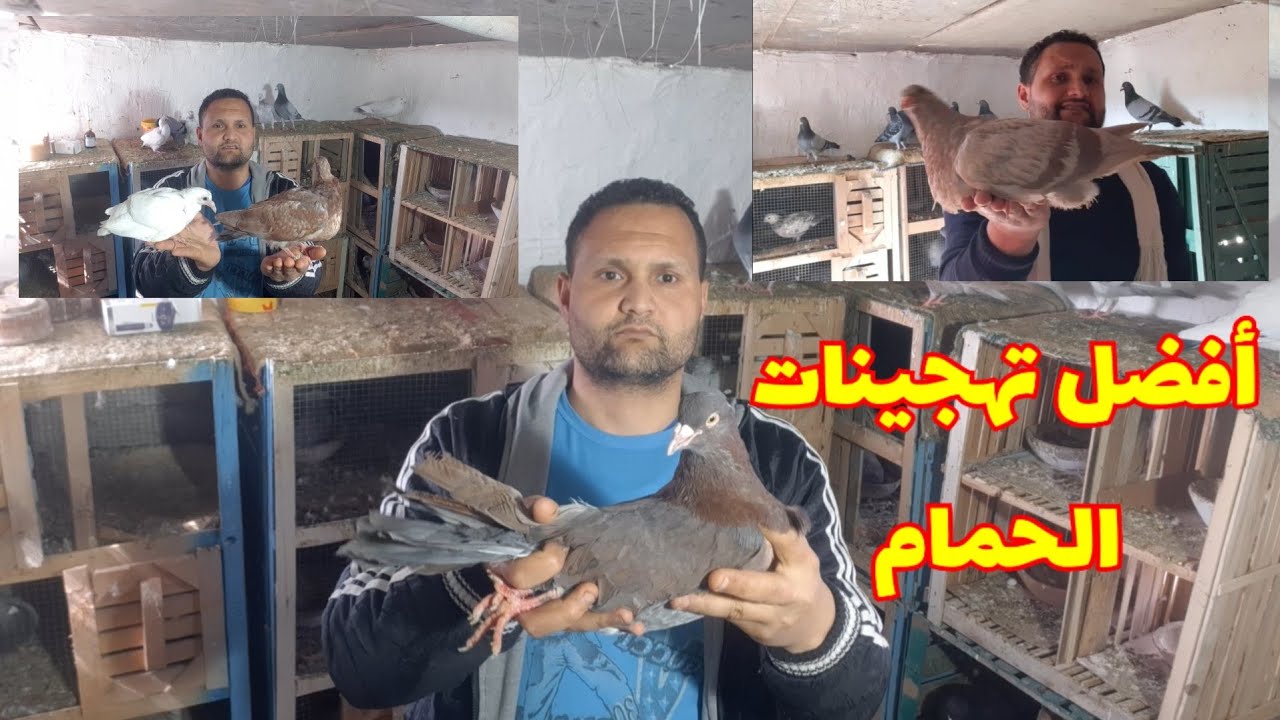 متخليش حد#ينصب عليك#ويبيع لك#الحمام الهجين علي #حمام تقيل اعرف الفرق وكمان شوف #أحجام الزغاليل