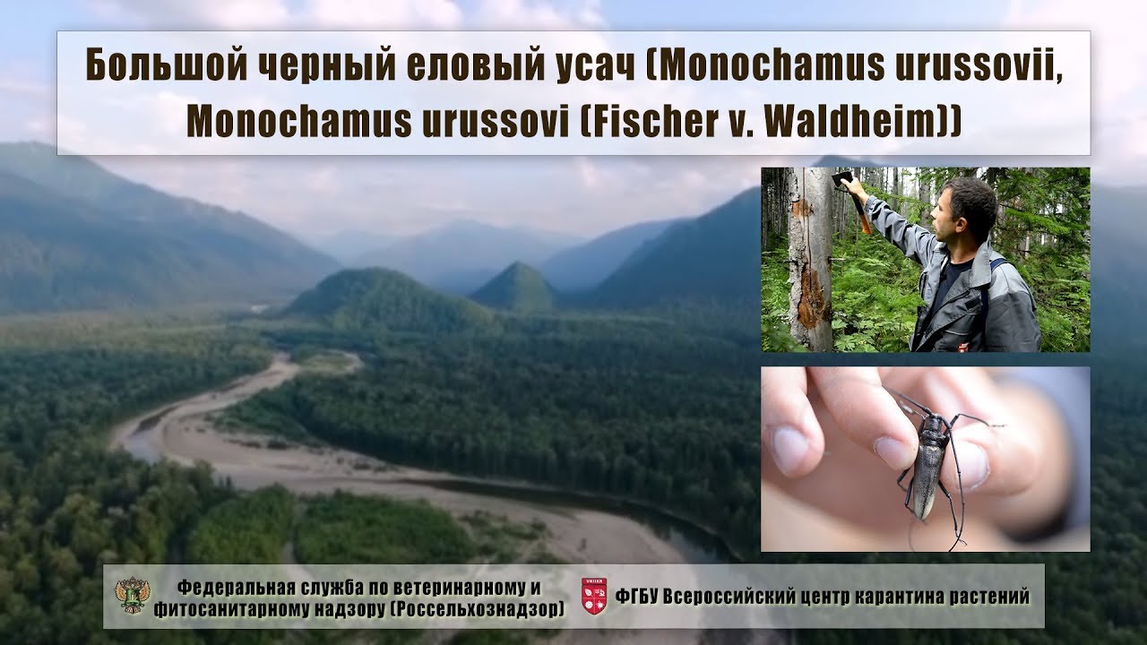 Большой черный еловый усач (Monochamus urussovii, Monochamus urussovi (Fischer v. Waldheim))