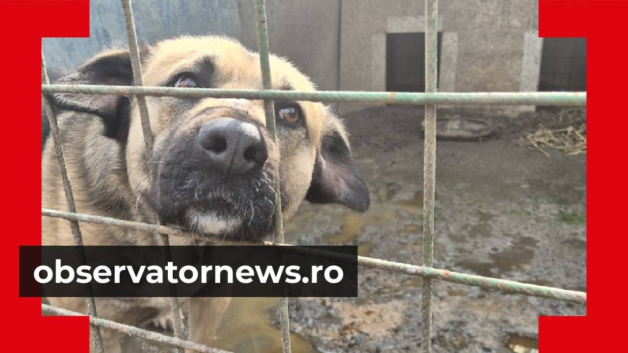 Muşamalizarea cazului de la Uzunu. Câinii nu au fost mutaţi, 