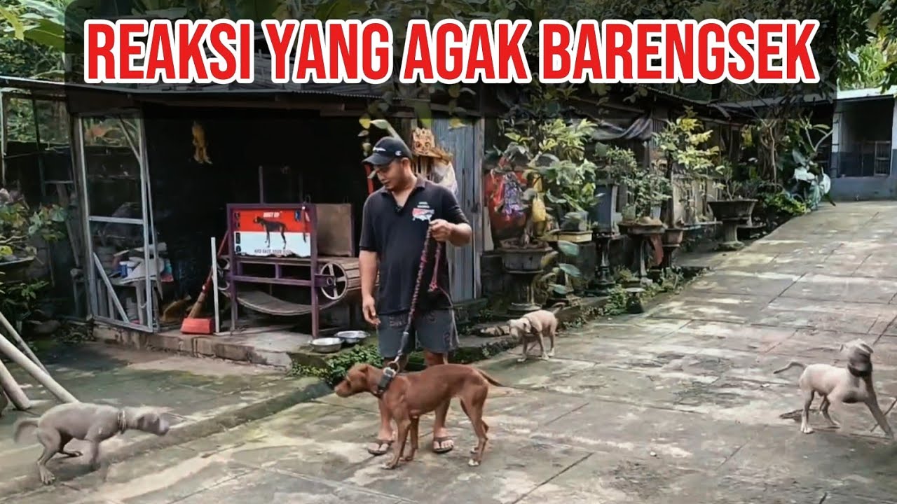 GAHAR ABISs.‼️TIDAK MUNDUR SAMA SEKALI MENGHADAPI PENGHUNI MARKAS‼️😲