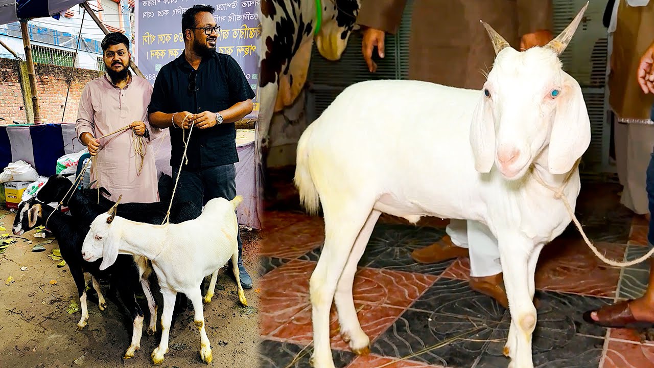 আমাদের কোরবানির খাসি কিনে ফেল্লাম, আলহামদুলিল্লাহ্ 🤍 ৫/৬/৭ হাজার টাকায় বকরি কিনতে পারবেন এখান থেকে 👍