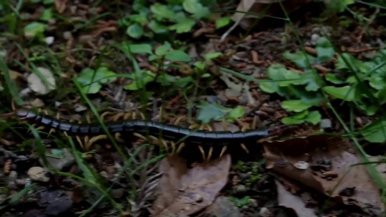 Mukade