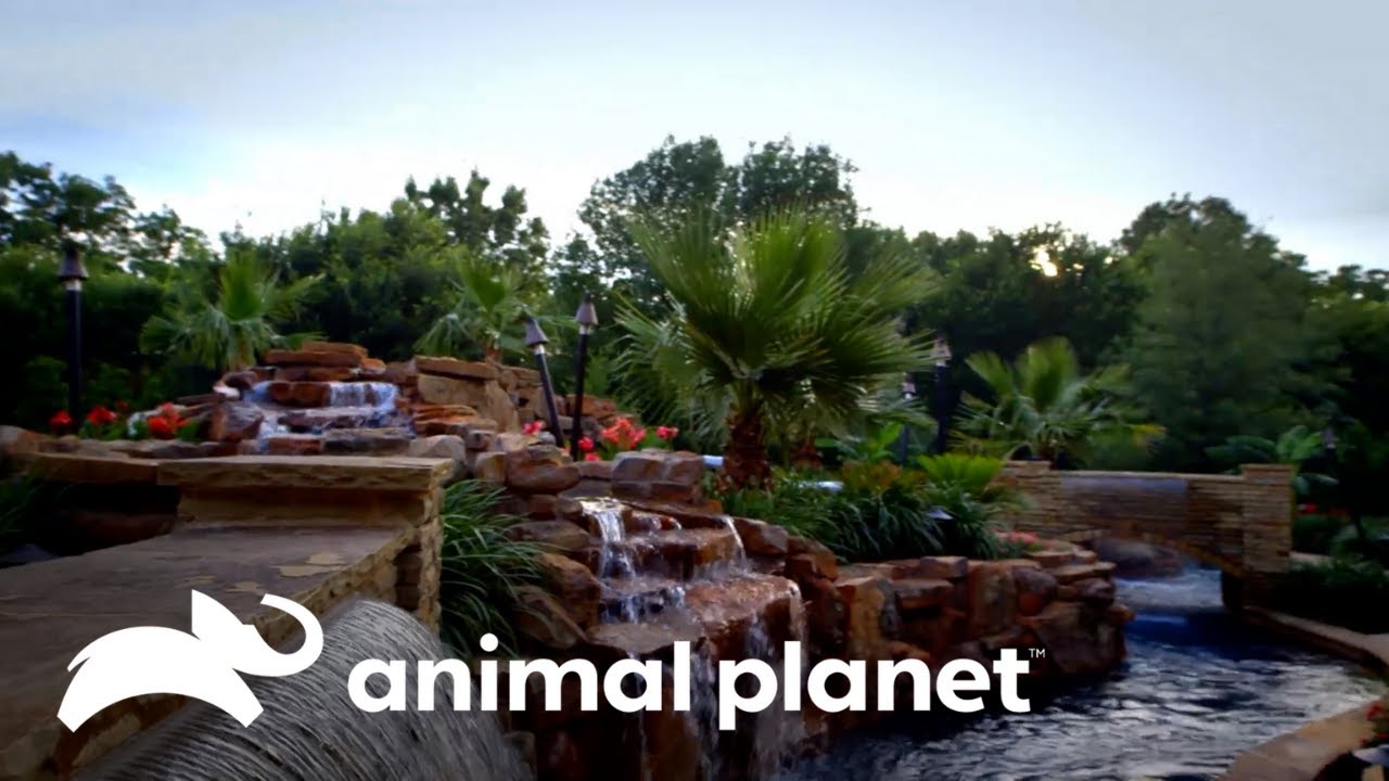 Patio transformado: piscina salvaje en casa | Piscinas Soñadas | Animal Planet Latinoamérica