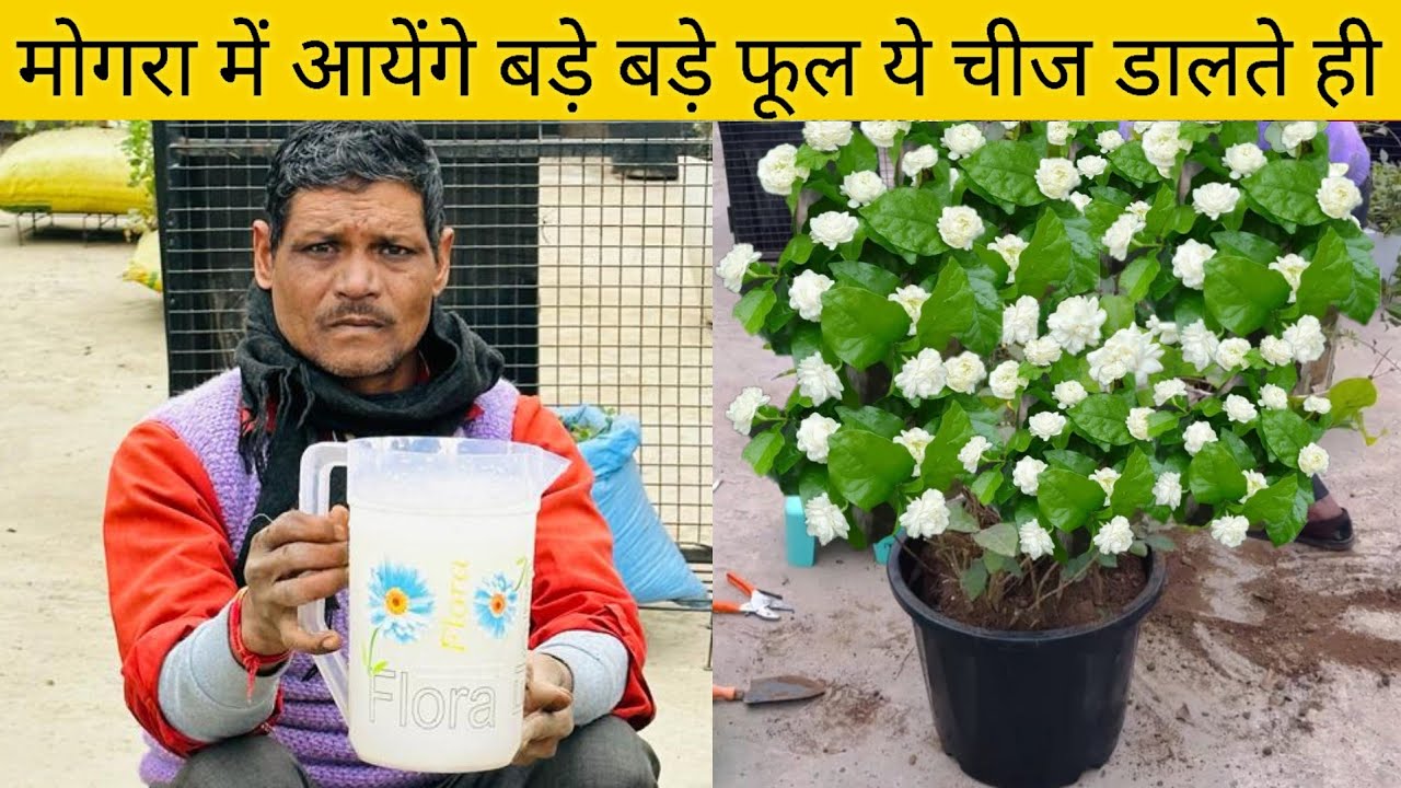 मोगरा से भर कर फूल लेने हैं तो ये चीज मिट्टी में मिला दो