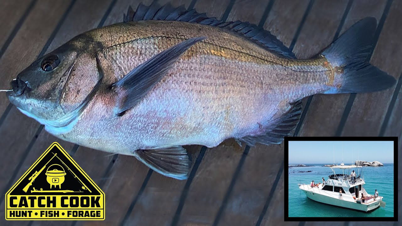 Best Day Bottom Fishing Hottentot(Cape Bream) Catch Cook Kids, Cape Town and Robben Island