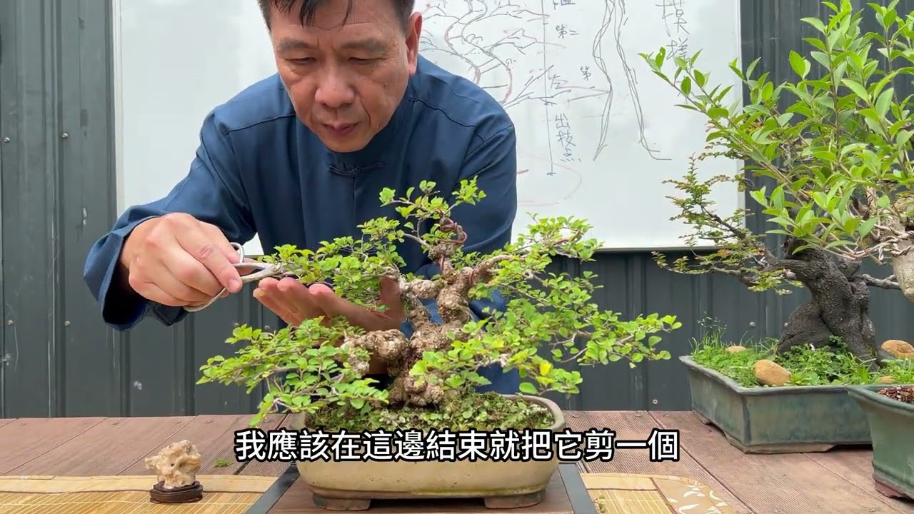 人要年輕樹要老，盆景（栽）怎樣的樹型才是最有價值的？樹型欣賞篇EP3（曲幹樹型）#林慶祥盆景藝術創作教學#Bonsai