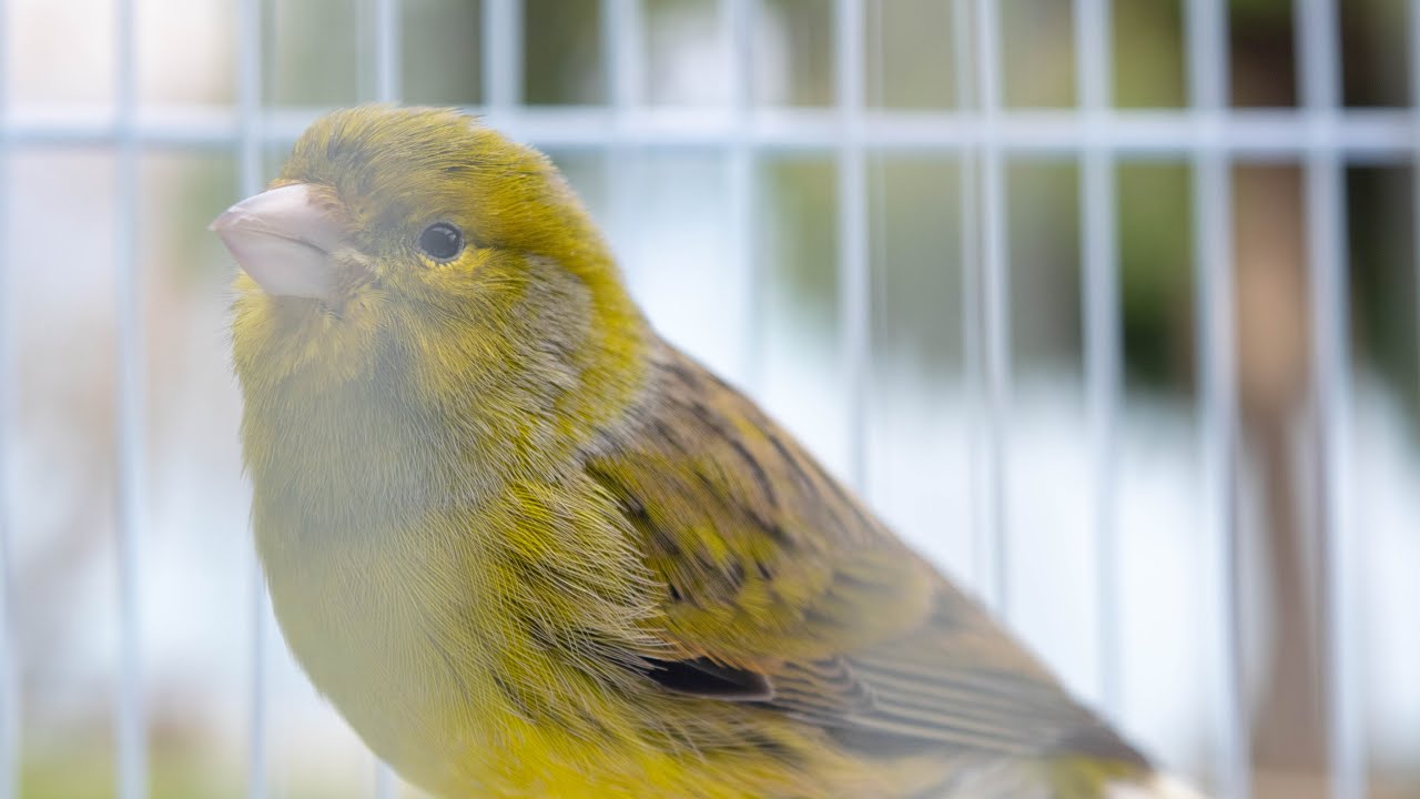 Timbrado Español Original - Canary Song