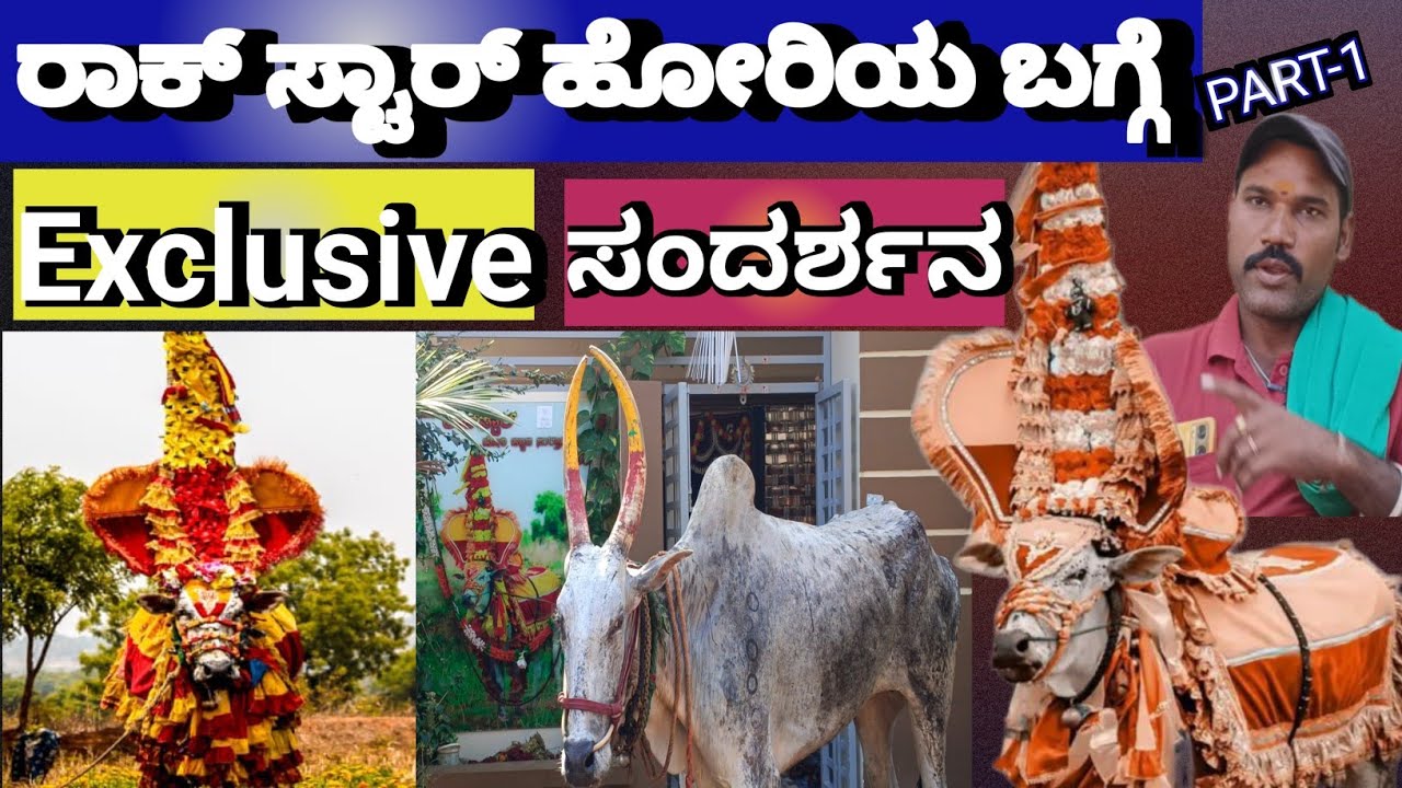 ಓಟ ನಿಲ್ಲಿಸಿದ ಹಾವೇರಿಯ ರಾಕ್ ಸ್ಟಾರ್ ಹೋರಿ| rock star Hori stopped running #rockstar #horihabba #bullrace