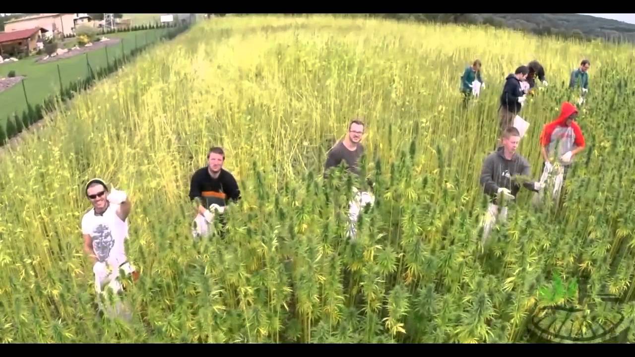 Jimmy Ward's Mediweed High Grade Hand Picked Hemp Buds Cannabis Sativa Naturaly High in CBD