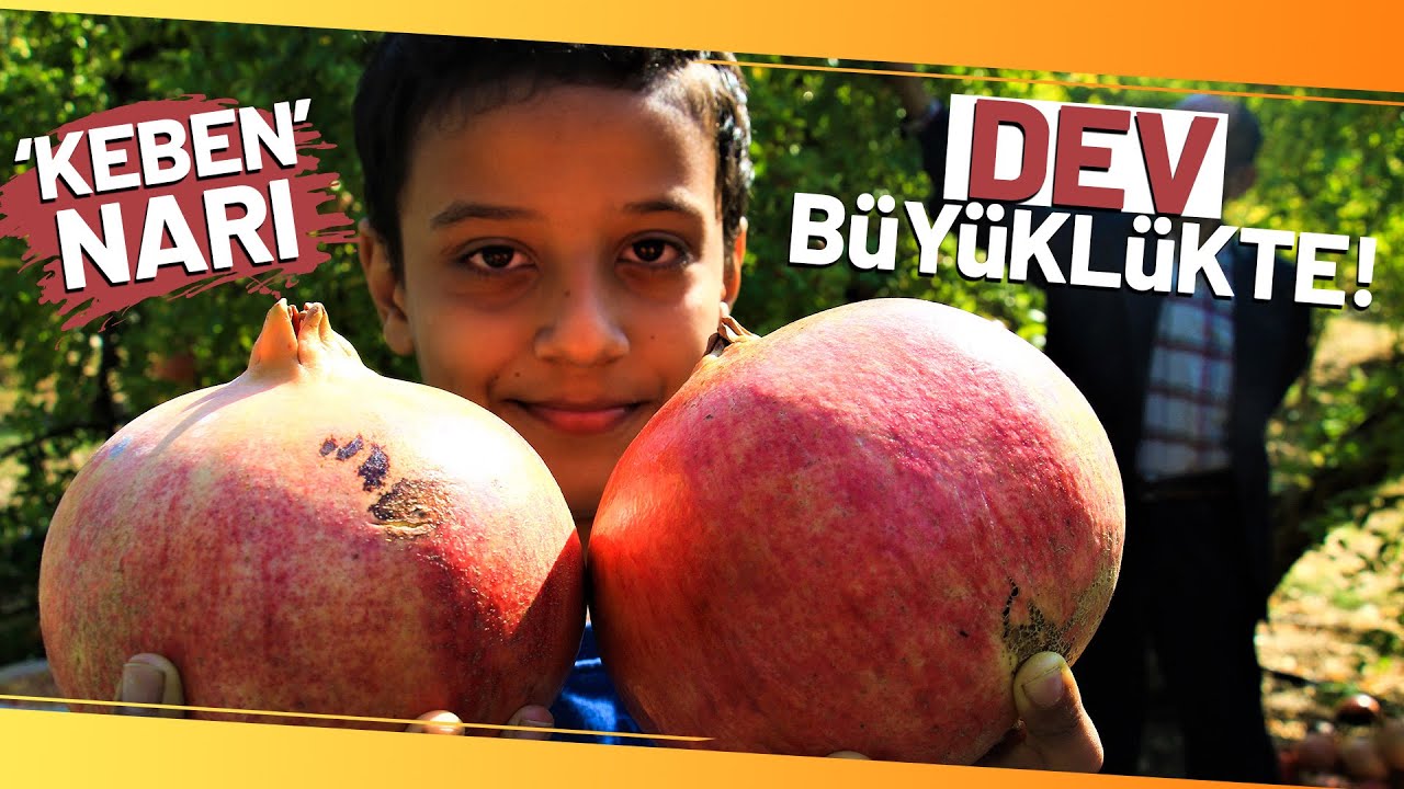 Gören Şaşırıyor, Bu Narların Tanesi 1,5 Kilo!