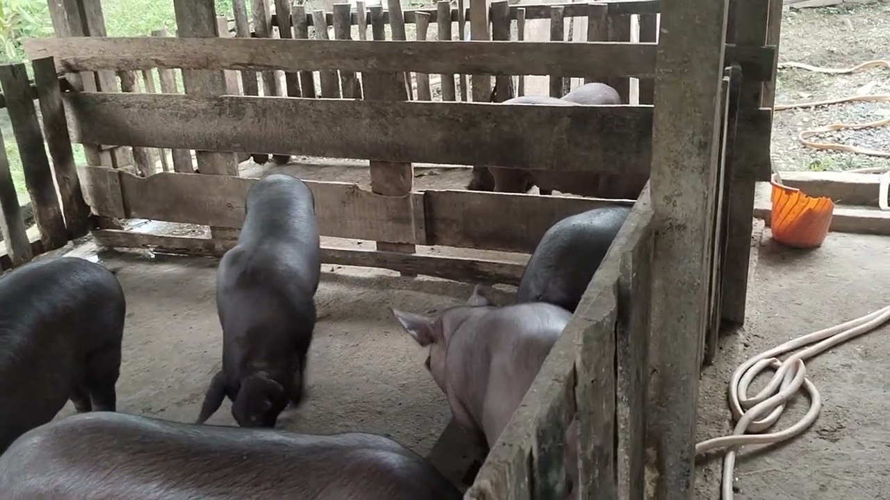 Small piggery 🐖