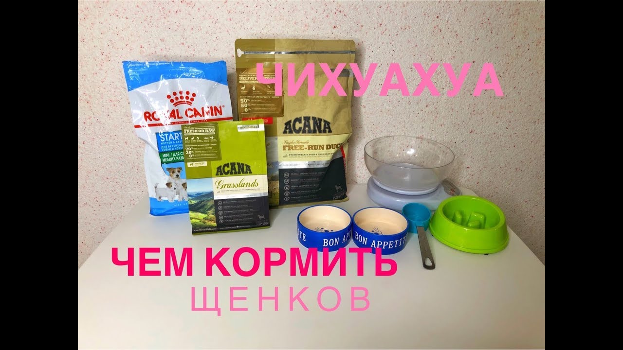 Кормление щенков чихуахуа