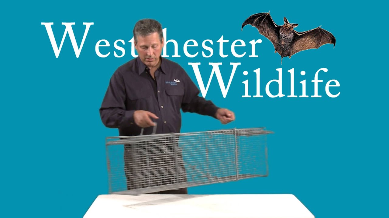 Tomahawk Live Trap Pro Series Demo by Westchester Wildlife