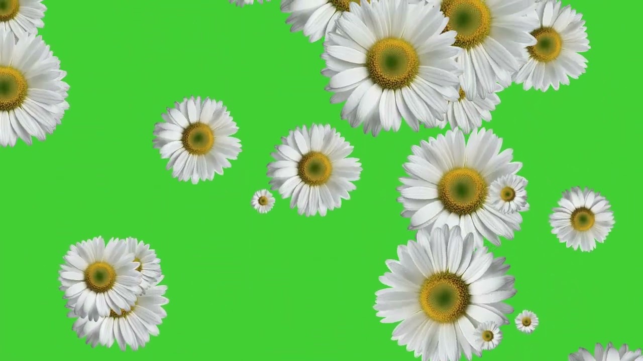 White Daisy Flowers Falling on Green Screen Background | HD | FREE DOWNLOAD