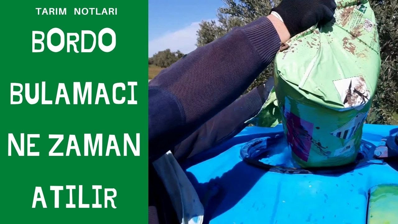 BORDO BULAMACI NE ZAMAN ATILIR . zeytin yetiştiriciliği  halkalı leke hastalığı