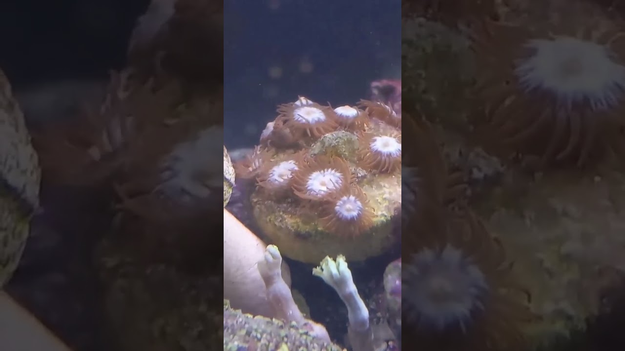 #tsablowpopzoa