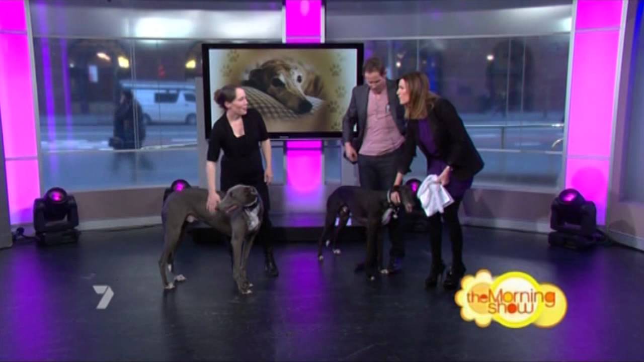 Todd McKenney with greyhounds on The Morning Show