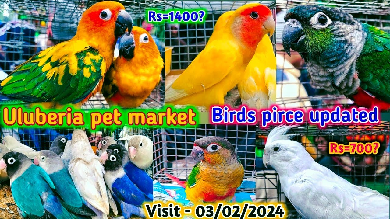 Uluberia pet market . Birds pirce updated 03.02.2024. Uluberia pakhir haat. #cheapest #viral #sale